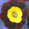 Auricula Bookham Firefly - Abriachan Nurseries